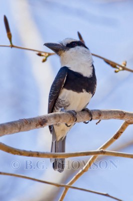 White-necked Puffbird