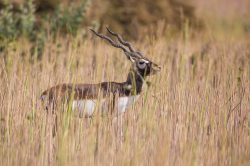black-buck-antilope-cervicapra-2