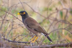indian-or-common-mynah-acridotheres-tristis