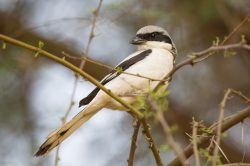 long-tailed-shrike-lanius-schach-2