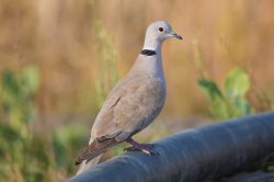 eurasian-collared-dove-streptopelia-decaocto