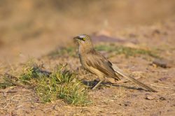 large-grey-babbler-turdoides-malcolmi