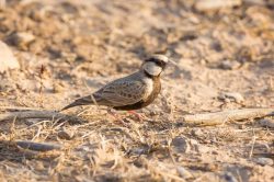 black-crowned-sparrow-lark-eremopteris-nigriceps