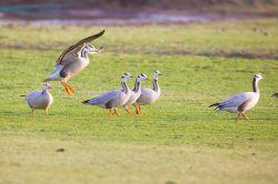 bar-headed-goose-anser-indicus