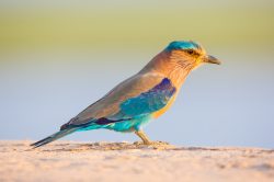 indian-roller-coracias-garrulus