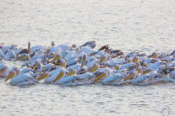 great-white-pelican-pelecanus-onocrotalus