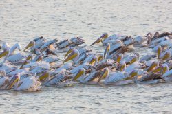 great-white-pelican-pelecanus-onocrotalus-2