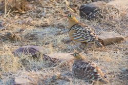 painted-sandgrouse-pterocles-indicus