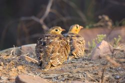 painted-sandgrouse-pterocles-indicus-2