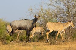 nilgai-blue-bull-boselaphus-tragocamelus