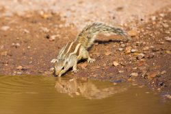 threestriped-palm-squirrel-funambulus-palmarum