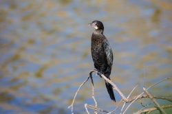 little-cormorant-phalacrocorax-niger