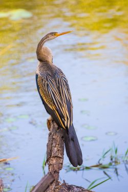 darter-anhinga-anhinga-melanogaster
