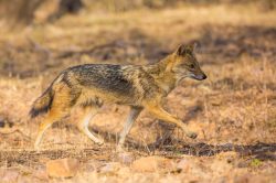 golden-jackal-canis-aureus-5