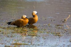 ruddy-shelduck-tadorna-ferruginea
