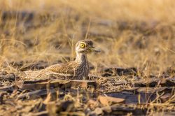 eurasian-thick-knee-stone-curlew-burhinus-oedicnemus