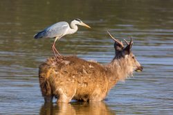 grey-heron-and-sambar-deer-ardea-cinerea-cervus-unicolor