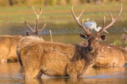 grey-heron-and-sambar-deer-ardea-cinerea-cervus-unicolor-2