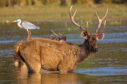 grey-heron-and-sambar-deer-ardea-cinerea-cervus-unicolor-3