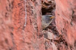jungle-babbler-turdoides-striata