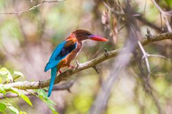 white-throated-kingfisher-halycon-smyrnensis