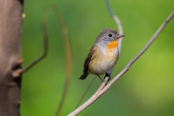 red-breasted-flycatcher-ficedula-parva-2