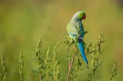 rose-ringed-parakeet-psittacula-krameri-2