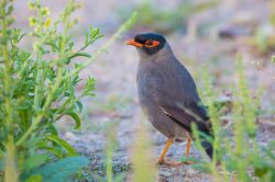 bank-myna-acridotheres-ginginianus