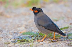 bank-myna-acridotheres-ginginianus-2