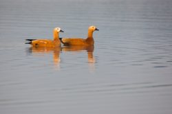 ruddy-shelduck-tadorna-ferruginea-2