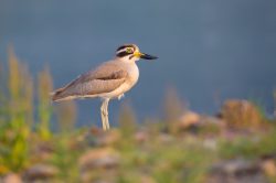 great-thick-knee-stone-curlew-esacus-recurvirostris