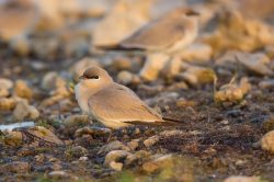 small-pratincole-glareola-tactea
