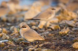 small-pratincole-glareola-tactea-2