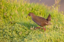 brown-crake-amaurornis-akool