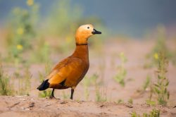 ruddy-shelduck-tadorna-ferruginea-3