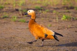 ruddy-shelduck-tadorna-ferruginea-4