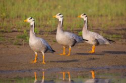 bar-headed-goose-anser-indicus-2