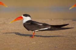 indian-skimmer-rynchops-albicollis