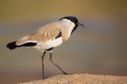 river-lapwing-vanellus-duvaucelii