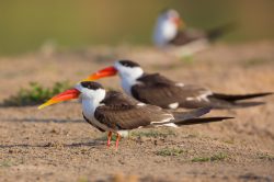 indian-skimmer-rynchops-albicollis-2