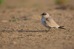 small-pratincole-glareola-tactea-4