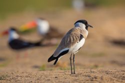 river-lapwing-vanellus-duvaucelii-2