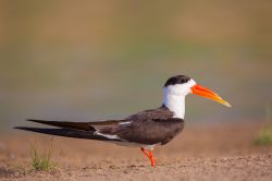 indian-skimmer-rynchops-albicollis-3