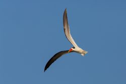 indian-skimmer-rynchops-albicollis-4