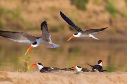 indian-skimmer-rynchops-albicollis-5