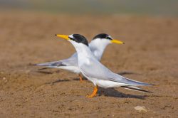 little-tern-sternula-albifrons