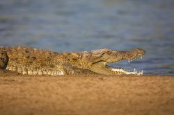 mugger-crocodile-indian-indus-persian-or-marsh-crocodile-crocodylus-palustris