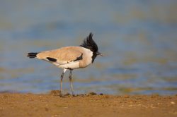 river-lapwing-vanellus-duvaucelii-3