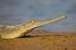 gharial-gavialis-gangeticus