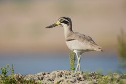 great-thick-knee-stone-curlew-esacus-recurvirostris-3